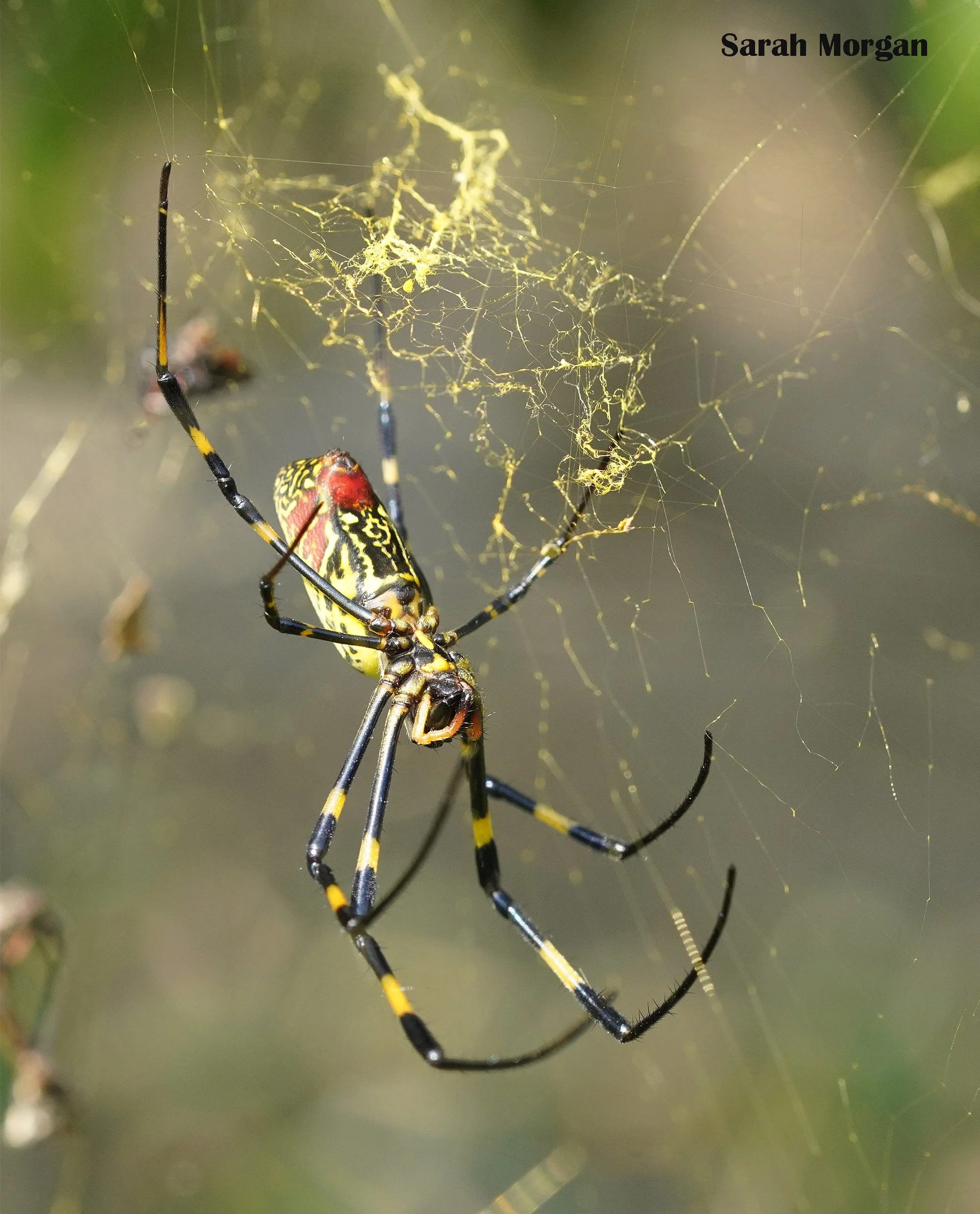 Terrifying big spiders soon in the DMV? Meet the Jorō Spider